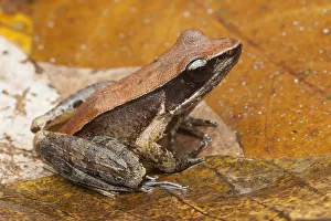 Bronzed frog / Common Wood Frog (Hylarana temporalis) Sri Lanka Bronzed frog / Common Wood Frog (Hylarana temporalis) Sri Lanka