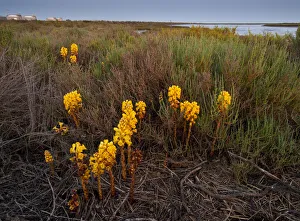 Broomrape (Cistanche phelypaea) in flower, killing its host Glasswort (Salicornia sp) Huelva Broomrape (Cistanche phelypaea) in flower, killing its host Glasswort (Salicornia sp) Huelva