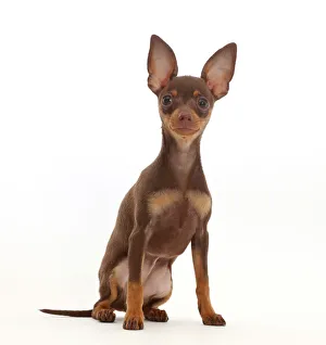 Brown-and-tan Miniature Pinscher puppy, with ears up Brown-and-tan Miniature Pinscher puppy, with ears up