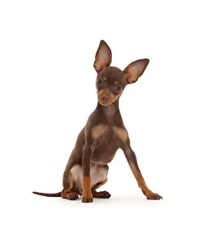 Brown-and-tan Miniature Pinscher puppy, with ears up Brown-and-tan Miniature Pinscher puppy, with ears up