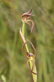 Brown beaks orchid (Lyperanthus suaveolens). Tasmania, Australia. November Brown beaks orchid (Lyperanthus suaveolens). Tasmania, Australia. November