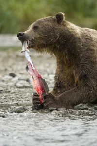 Brown bear / Coastal Grizzly Bear, (Ursus arctos) feeding on Pink Salmon, during the Brown bear / Coastal Grizzly Bear, (Ursus arctos) feeding on Pink Salmon, during the