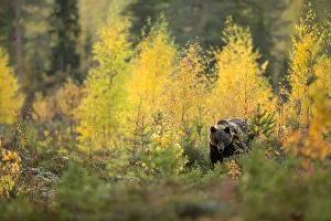 Boreal Forest Gallery: Brown bear (Ursus arctos) in autumnal forest, Finland, September