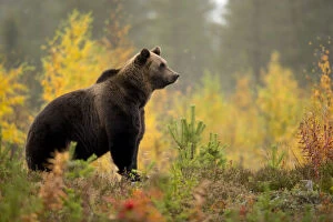 Boreal Forest Gallery: Brown bear (Ursus arctos) in autumnal forest, Finland, September