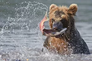 Images Dated 3rd August 2009: Brown bear (Ursus arctos) catching migration salmon in river, Kamchatka, Far east Russia
