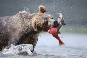 Brown bear (Ursus arctos) catching salmon in river, Kamchatka, Far east Russia, August Brown bear (Ursus arctos) catching salmon in river, Kamchatka, Far east Russia, August