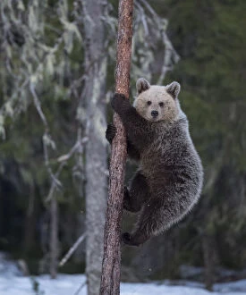 Images Dated 6th July 2019: Brown bear (Ursus arctos), climbing tree in snow, Finland, May