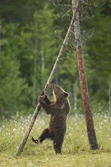 Images Dated 20th July 2012: Brown Bear (Ursus arctos), cub climbing a tree, Finland, July