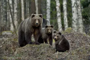 Brown bear (Ursus arctos) female and two cubs. In coniferous forest, Finland. May Brown bear (Ursus arctos) female and two cubs. In coniferous forest, Finland. May