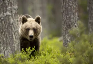 Brown Bear (Ursus arctos) in the forest, Finland, June Brown Bear (Ursus arctos) in the forest, Finland, June