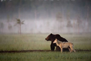 Togetherness Collection: Brown bear (Ursus arctos) and Grey wolf (Canis lupus) together in wetlands, Kuhmo