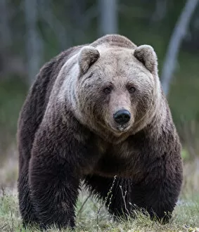 Male Animal Gallery: Brown bear (Ursus arctos) male, portrait. Martinselkonen, Kainuu, Finland. June