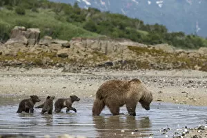 Images Dated 27th June 2014: Brown Bear (Ursus arctos) mother and 3-4 month cubs foraging for clams. Katmai National Park