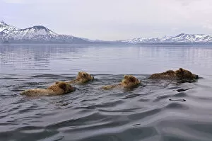 Images Dated 18th June 2005: Brown bear (Ursus arctos) mother and three cubs swimming across lake, Kamchatka, Far east Russia