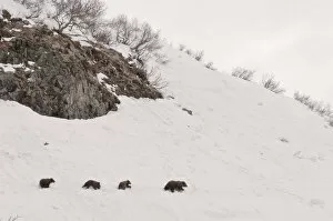 Images Dated 14th May 2005: Brown bear (Ursus arctos) mother leads three cubs over hillside in snow, Kamchatka