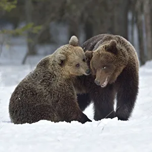 Brown bear (Ursus arctos) pair nuzzling after mating. Finland. May Brown bear (Ursus arctos) pair nuzzling after mating. Finland. May