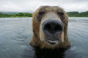 Low Angle View Gallery: Brown bear (Ursus arctos) portrait in the Ozernaya River, Kuril Lake, South Kamchatka Sanctuary