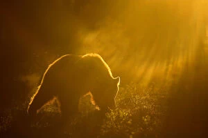 Images Dated 17th June 2008: Brown Bear (Ursus arctos) silhouetted at dawn, Suomussalmi, Kainuu region, Finland