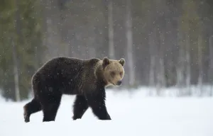 Brown Bear (Ursus arctos) in the snow, Finland, April Brown Bear (Ursus arctos) in the snow, Finland, April