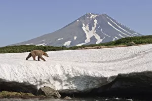 Images Dated 20th July 2005: Brown bear (Ursus arctos) walking over edge of snow field with volcano in background