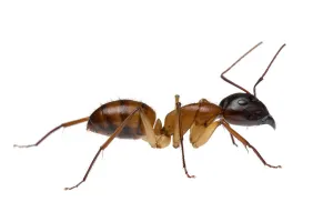 Brown bearded sugar ant (Camponotus terebrans) William Bay National Park Brown bearded sugar ant (Camponotus terebrans) William Bay National Park