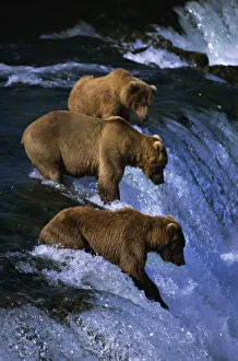 Brown bears {Urson arctos} fishing for salmon Katmai NP, Alaska Brown bears {Urson arctos} fishing for salmon Katmai NP, Alaska