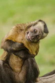 Grimace Gallery: Brown capuchin monkey (Sapajus macrocephalus). displaying submissive behavior. Captive, Peru