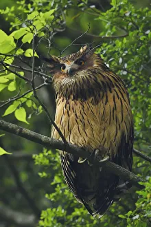 Brown fish owl (Bubo or Ketupa flavipes) sitting on a branch , Tangjiahe National Nature Reserve Brown fish owl (Bubo or Ketupa flavipes) sitting on a branch , Tangjiahe National Nature Reserve