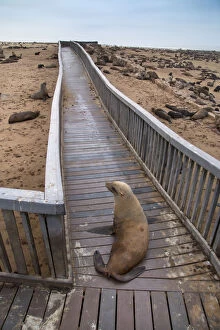 Brown fur seal (Arctocephalus pusillus) hauled out on board walk in Cape Cross seal colony