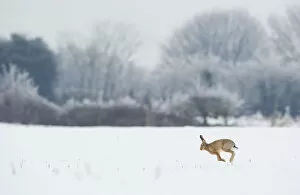 Images Dated 17th January 2013: Brown hare (Lepus europaeus) adult running in wintery landscape. Derbyshire, UK, January