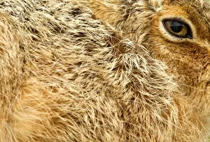 Images Dated 30th March 2010: Brown Hare (Lepus europaeus) close-up of fur and eye. Derbyshire, UK, March