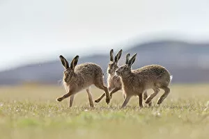 Scottish Islands Gallery: Brown hare, (Lepus europaeus), males in pursuit of female that is in season, Islay, Scotland, UK