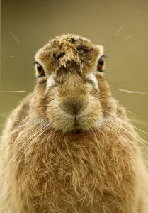 Brown Hare (Lepus europaeus) portrait. Derbyshire, UK, March Brown Hare (Lepus europaeus) portrait. Derbyshire, UK, March