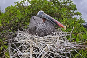Images Dated 9th July 2009: Brown pelican (Pelecanus occidentalis) sitting on its nest on Santa Cruz Island