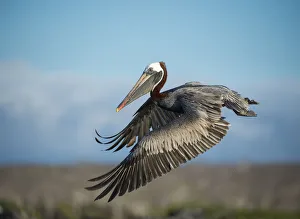 Brown pelican (Pelecanus occidentalis) in flight, Turtle Cove, Santa Cruz Island Brown pelican (Pelecanus occidentalis) in flight, Turtle Cove, Santa Cruz Island