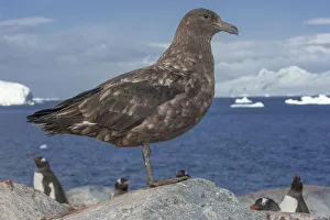 Brown skua (Stercorarius antarcticus), Ronge Island, Antarctica Brown skua (Stercorarius antarcticus), Ronge Island, Antarctica