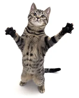 Brown spotted tabby cat male (Felis catus) standing and reaching up Brown spotted tabby cat male (Felis catus) standing and reaching up