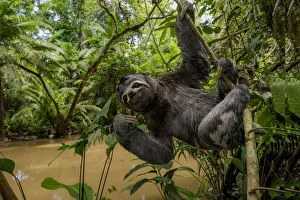 Brown throated three toed sloth (Bradypus variegatus) hanging from branch Brown throated three toed sloth (Bradypus variegatus) hanging from branch