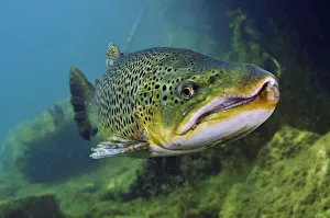 Brown Trout (Salmo trutta) in disused quarry, Jackdaw Quarry, Capernwray, Carnforth Brown Trout (Salmo trutta) in disused quarry, Jackdaw Quarry, Capernwray, Carnforth