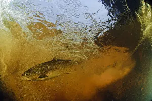 Brown trout (Salmo trutta) in turbulent water at a weir, River Ettick, Selkirkshire