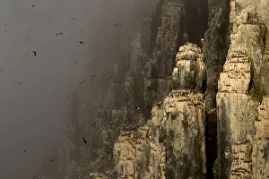 Brunnich's guillemot (Uria lomvia) colony in mist, many birds in flight and nesting Brunnich's guillemot (Uria lomvia) colony in mist, many birds in flight and nesting