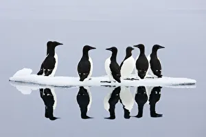 Brunnichs guillemots (Uria lomvia) on ice, Spitsbergen, Svalbard, June 2009 WWE BOOK Brunnichs guillemots (Uria lomvia) on ice, Spitsbergen, Svalbard, June 2009 WWE BOOK