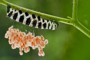 Wasps Gallery: Brush footed butterfly (Lycorea sp.) caterpillar with parasitic wasp cocoons on silk threads
