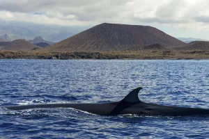 Brydes whale (Balaenoptera brydei) fin at surface in coastal waters, volcano in background Brydes whale (Balaenoptera brydei) fin at surface in coastal waters, volcano in background