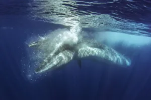 Brydes whale (Balaenoptera brydei) feeding. Tenerife, Canary Islands Brydes whale (Balaenoptera brydei) feeding. Tenerife, Canary Islands