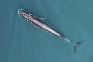 Brydes whale (Balaenoptera edeni) aerial view, Baja California, Mexico Brydes whale (Balaenoptera edeni) aerial view, Baja California, Mexico