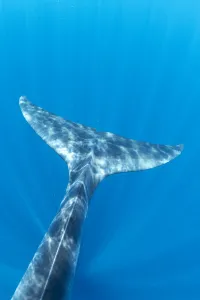 Brydes whale (Balaenoptera edeni) tail, Trincomalee, Eastern Province, Sri Lanka Brydes whale (Balaenoptera edeni) tail, Trincomalee, Eastern Province, Sri Lanka
