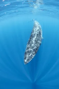 Brydes whale (Balaenoptera edeni) Trincomalee, Eastern Province, Sri Lanka Brydes whale (Balaenoptera edeni) Trincomalee, Eastern Province, Sri Lanka