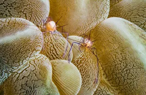 Bubble coral shrimp (Vir philippinensis) on Bubble coral (Plerogyra sp) Bubble coral shrimp (Vir philippinensis) on Bubble coral (Plerogyra sp)