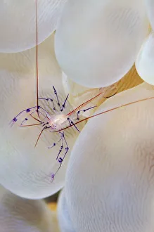 Bubble coral shrimp (Vir philippinesis) in symbiotic commensal relationship with Bubble Bubble coral shrimp (Vir philippinesis) in symbiotic commensal relationship with Bubble